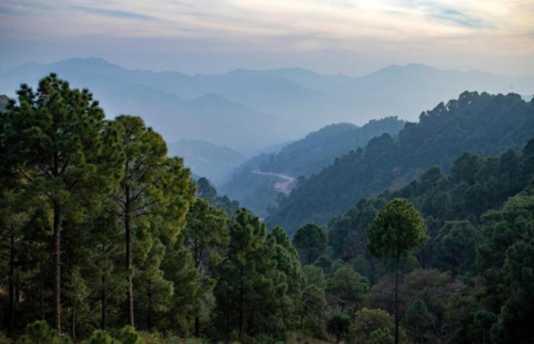 Mystic Forest View Kasauli I Serviced Villa I Best Seller I Vacations I Family Events I Open Air Lawn I Sky Bonfire I Kasauli By Exotic Stays Exterior foto